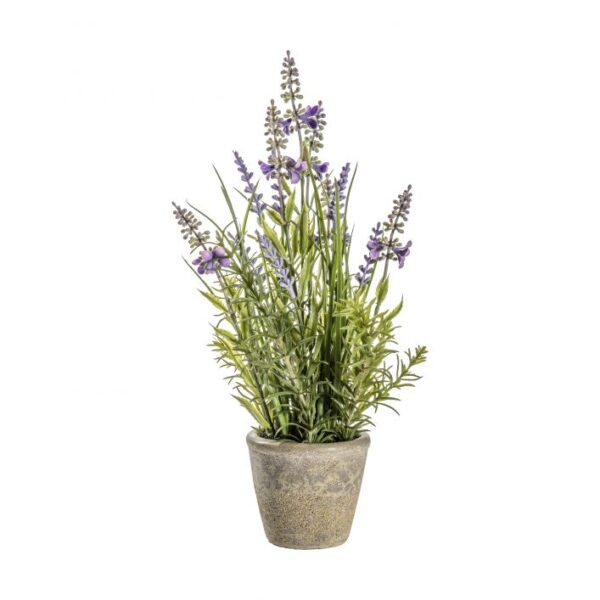 Lavender Classic with Cement Pot